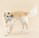 Dog Toy Pullng Painted Gingham