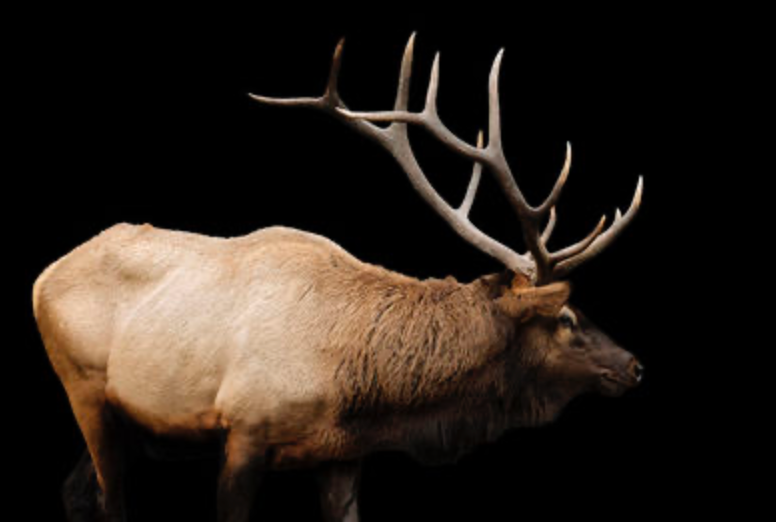ART - The Rut (61.75"W X 41.75"H)
