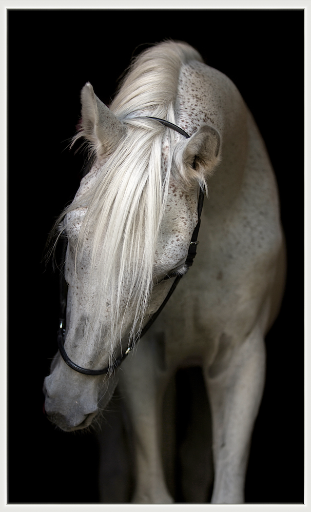 White Horse Canvas Art