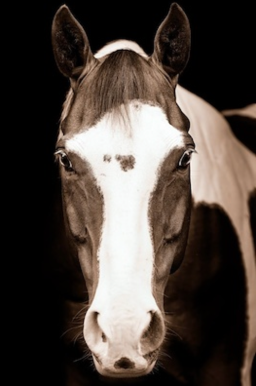 ART Blue Eye Horse