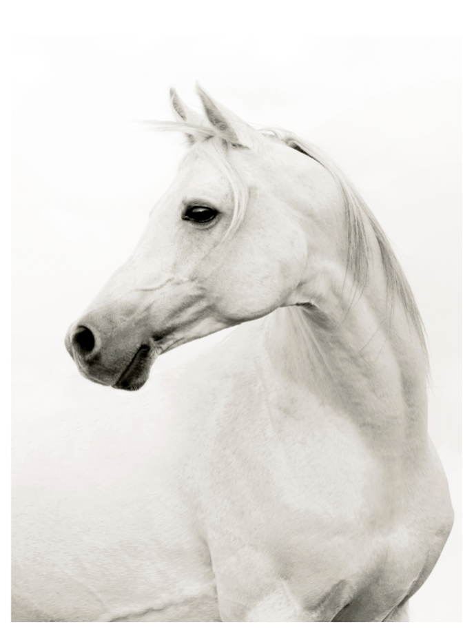 ART Portrait of a Stallion