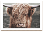 ART Highland Cow