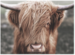 ART Highland Cow