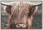 ART Highland Cow