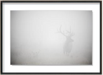 ART Elk In The Fog