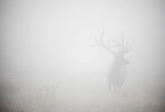 ART Elk In The Fog