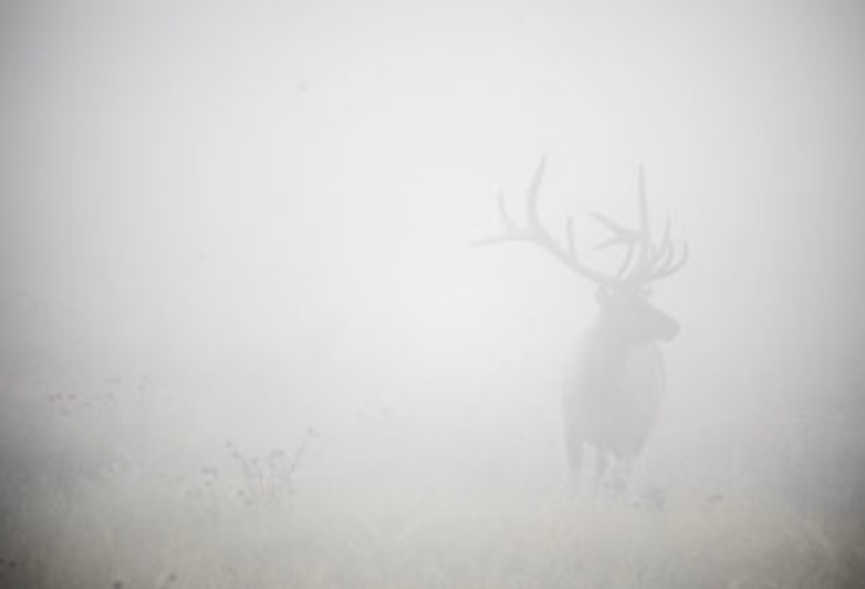 ART Elk In The Fog