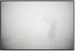 ART Elk In The Fog