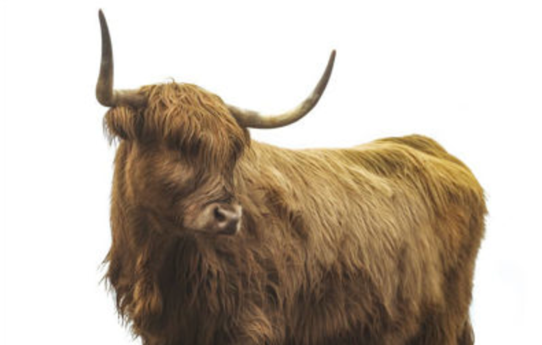 ART Highland Cattle