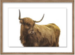 ART Highland Cattle