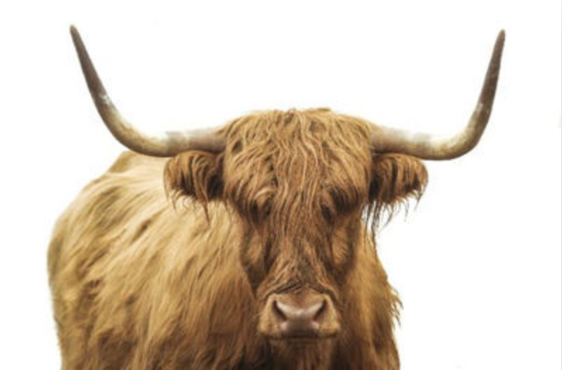 ART Highland Cattle II