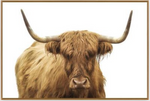 ART Highland Cattle II