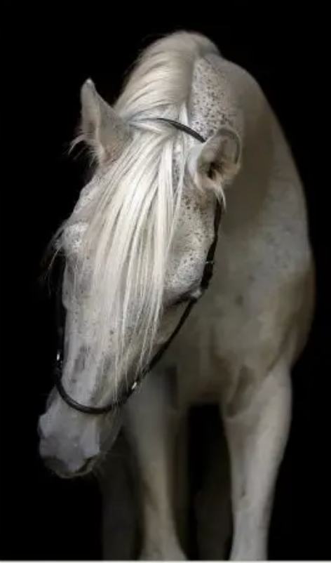 ART - Pasha | (49"W X 81"H)