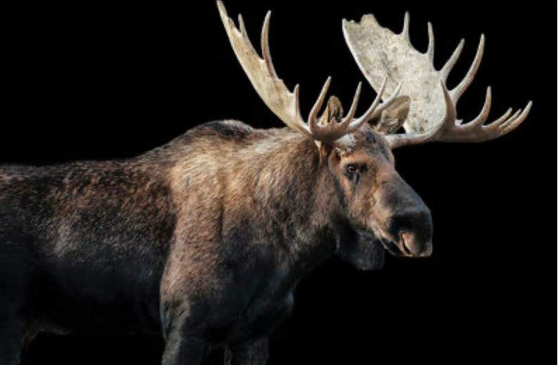 ART - Bull Moose | (61.75"W X 41.75"H)