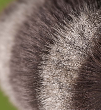 JELLYCAT - Trixiwoo Raccoon | Niche&Co