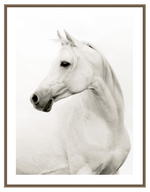 ART Portrait of a Stallion