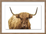 ART Highland Cattle II