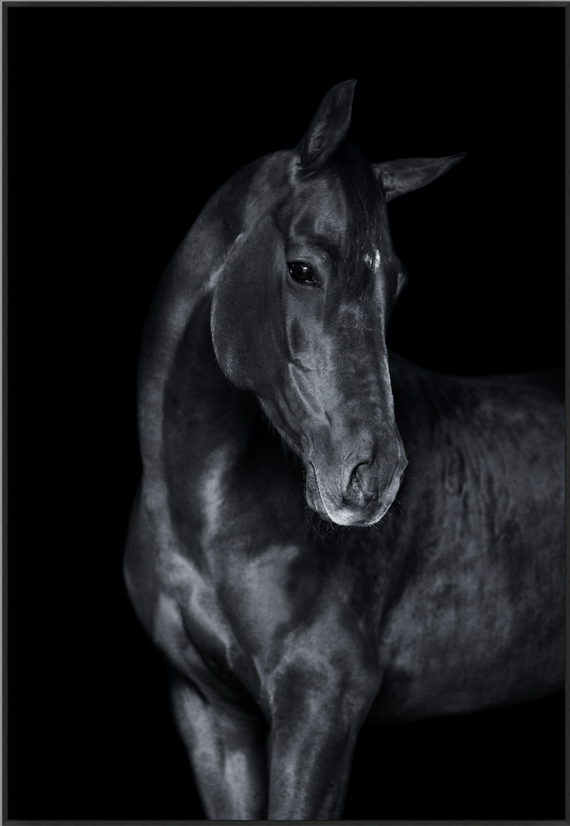 Black Horse Canvas Art