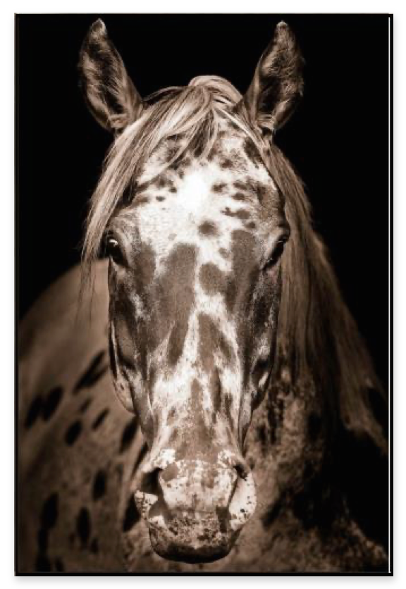 Speckled Horse